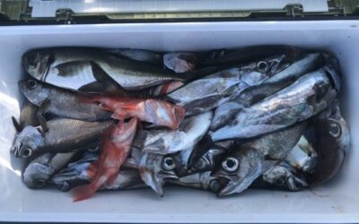 5日アカムツ釣り結果🎣