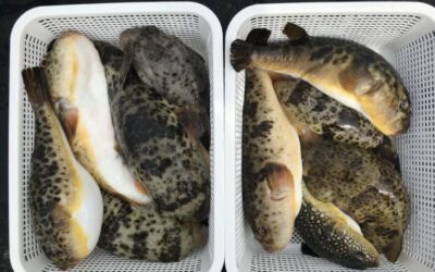 29日フグ釣り結果🐡