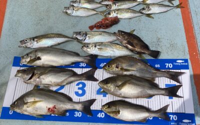 26日サビキ五目釣り