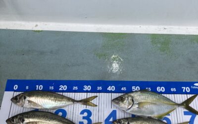 24日サビキ五目