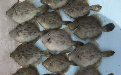 9/5カワハギ釣り