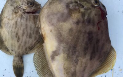 9/7カワハギ釣り