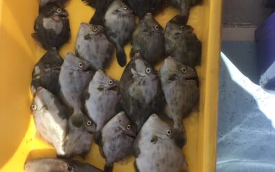 11日カワハギ&フグ釣り