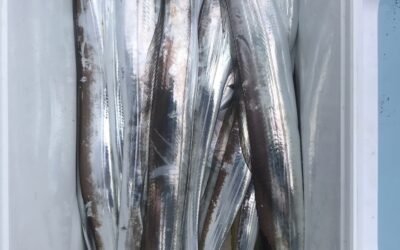 13日ウタセ五目&タチウオ釣り