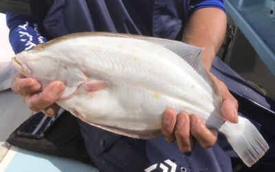 16日カワハギ釣り