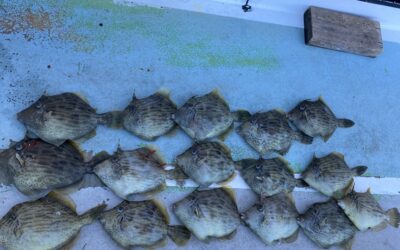 28日 カワハギ、フグ