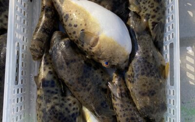 15日 カワハギ、フグ釣り