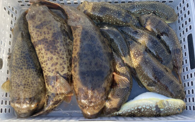 20日 カワハギ、フグ