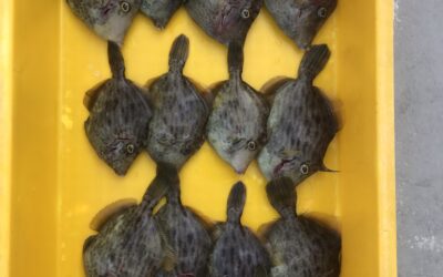 7日カワハギ釣り