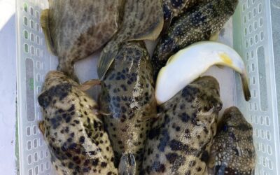 9日フグ、カワハギ