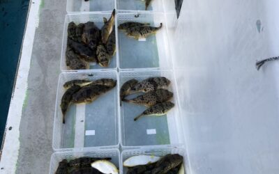 １２日   カワハギ、フグ釣り