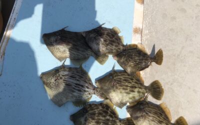 12日カワハギ釣り