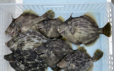 26日カワハギ釣り