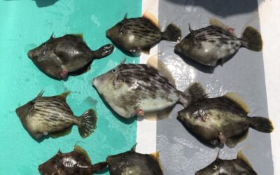 １１日カワハギ