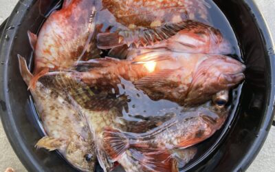 5日火曜日親子体験フィッシング&釣りベキュー