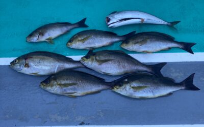 12日イサキ釣り