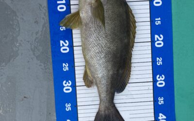 ６月１８日　土曜日　イサキ船