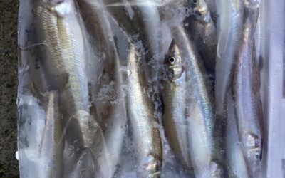 ６月２５日　土曜日　体験フィッシングと船上B BQ