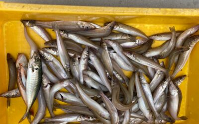 7月14日　木曜日　キス便