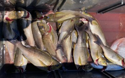 7月25日 月曜日 イサキ船