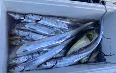 １０月５日水曜日タチウオ船