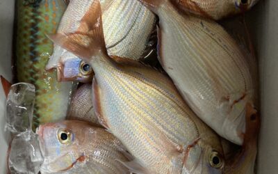 １０月１２日火曜日　体験フィッシング小鯛五目釣り