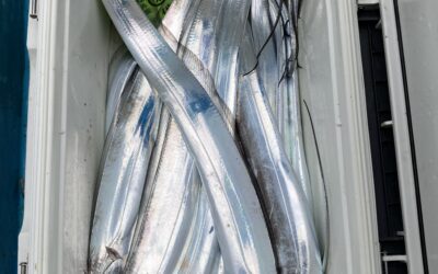 １０月１３日水曜日　タチウオ船