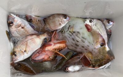 10月12日水曜日 オキアミライト五目釣り