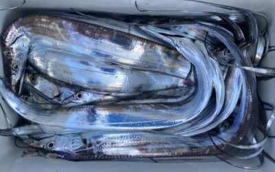 １１月７日月曜日　タチウオ船