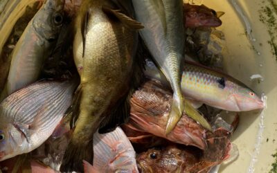 １１月１９日　ライト五目＆タチウオリレー船