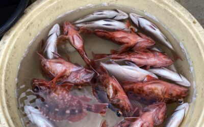 １１月２４日　木曜日　根魚五目船