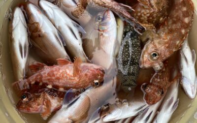 １２月２１日水曜日　根魚五目船