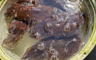 3月1日水曜日 コウイカ釣り
