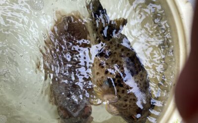 3月13日 月曜日 ふぐ船