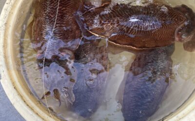 3月15日水曜日 コウイカ船