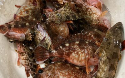 4月1日 土曜日 ショートカサゴ船