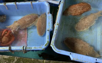 4月19日水曜日 コウイカ船