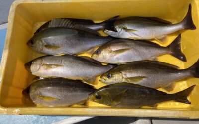 4月20日木曜日 イサキ船