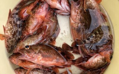 4月24日 月曜日 カサゴ船