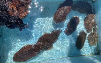 4月27日木曜日 コウイカ船