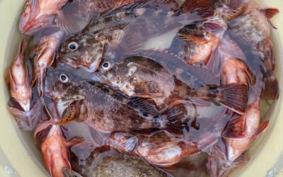 ６月１１日　日曜日　　カサゴ･キス船