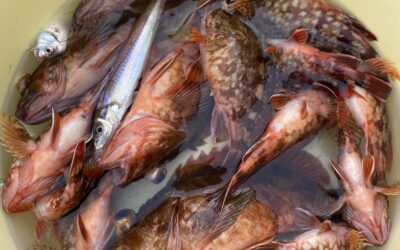 ６月２９日木曜日　　釣りベキュー