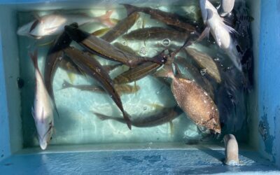 ７月２日　日曜日　イサキ船