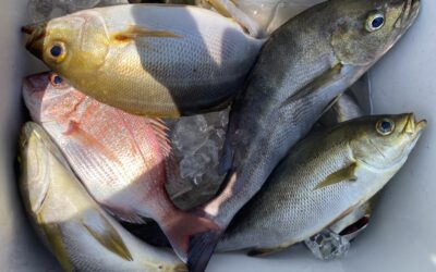 7月23日日曜日 イサキ船