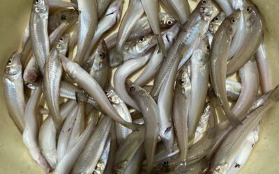 7月9日日曜日　キス船　　午後便ショートキス船