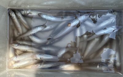 ７月１１日火曜日　キス船