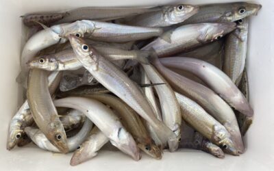 7月20日木曜日 ショートキス午後便