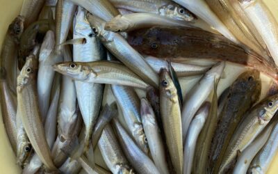 7月27日木曜日 キス船