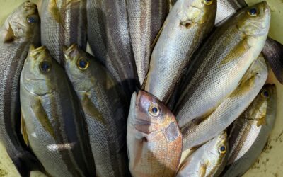 7月30日 日曜日 イサキ船