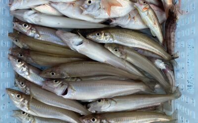 8月23日 水曜日 体験フィッシングキス釣り